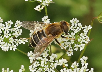 Eristalis nemorum,female, hoverfly, Alan Prowse